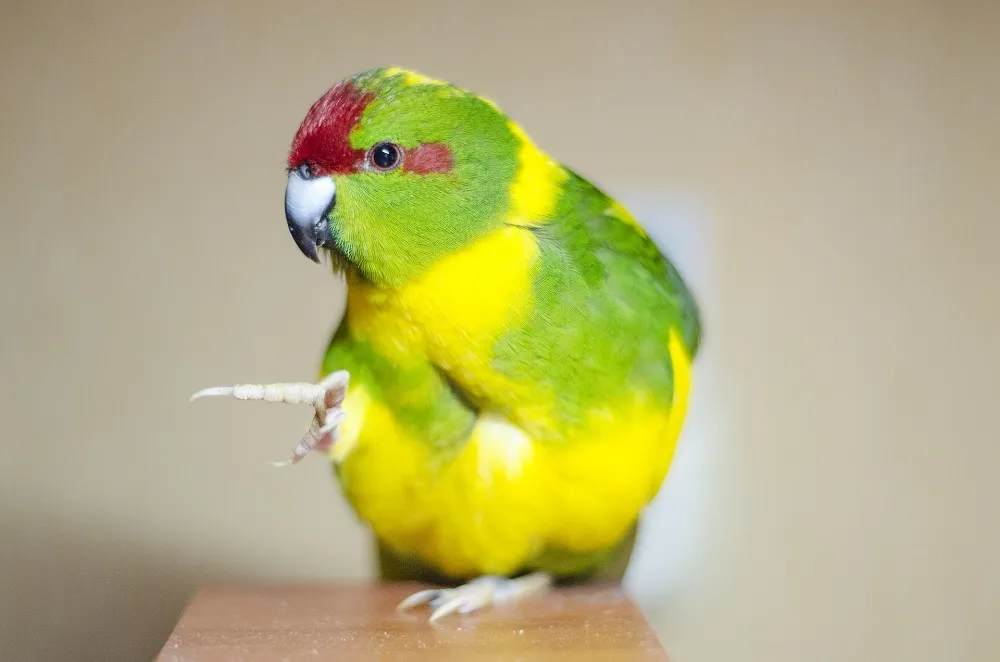 Papagaj Kao Ljubimac U Vašoj Kući Koju pticu da izaberem